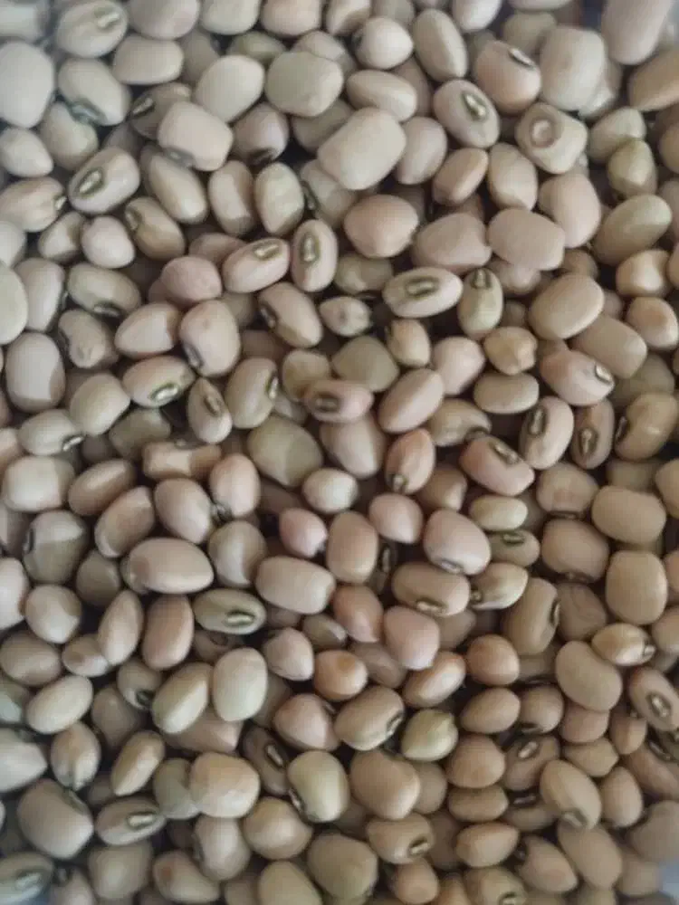 فروش حبوبات|خوردنی و آشامیدنی|دره شهر, |دیوار