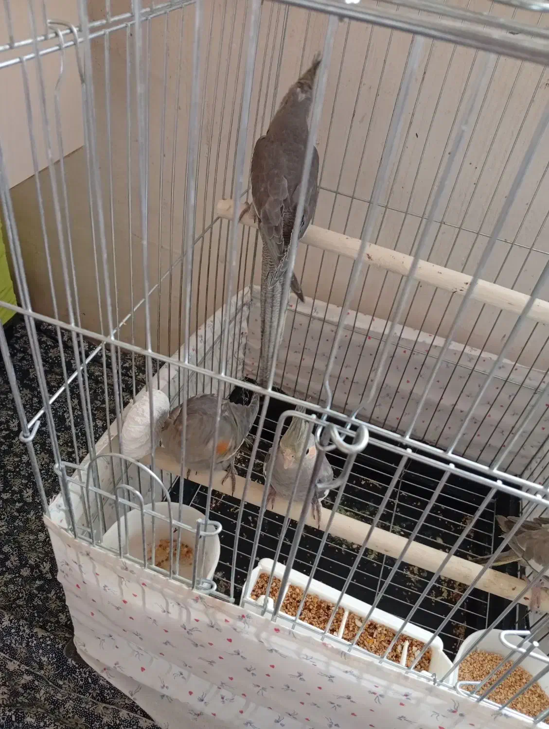 عروس هلندی|پرنده|صائین قلعه, |دیوار