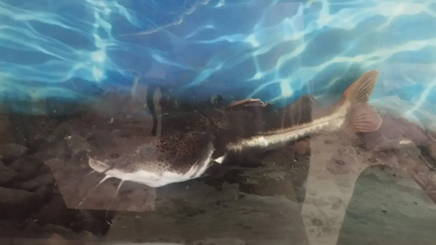 فروش یا معاوضه با ماهی لوازم اکواریو|ماهی|فردوس (خراسان), |دیوار