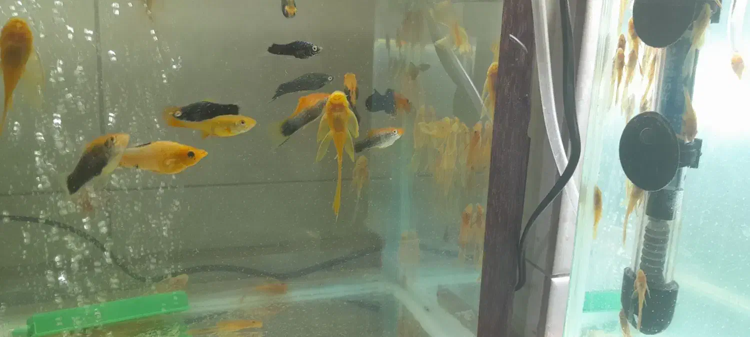 انواع کت ۱۰۰۰۰۰تومان|ماهی|تهران, تهرانسر غربی|دیوار