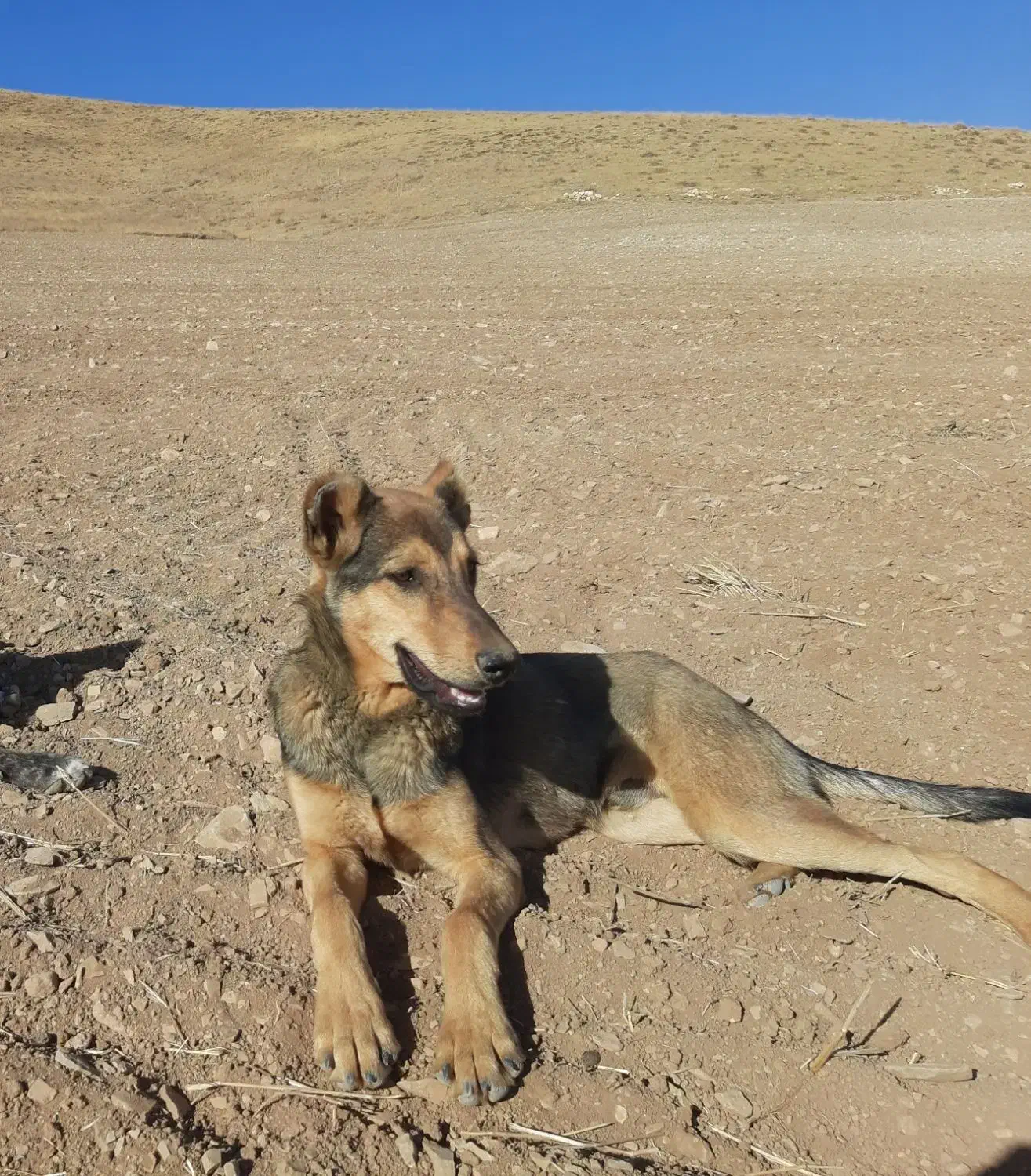 توله نر ۵ ماهه سرابی|سگ|تاکستان, |دیوار