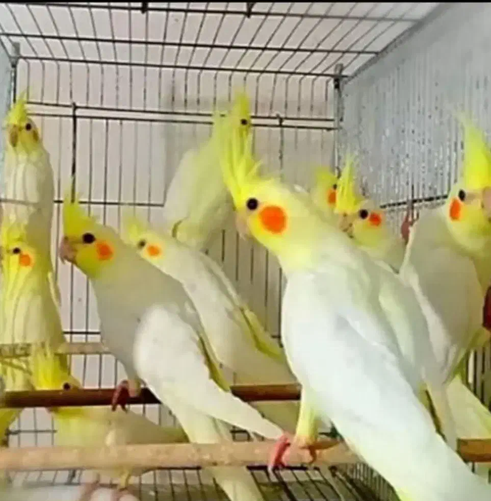 عروس هلندی آلبینو و لوتینو مولد بشرط|پرنده|قم, علی آباد|دیوار