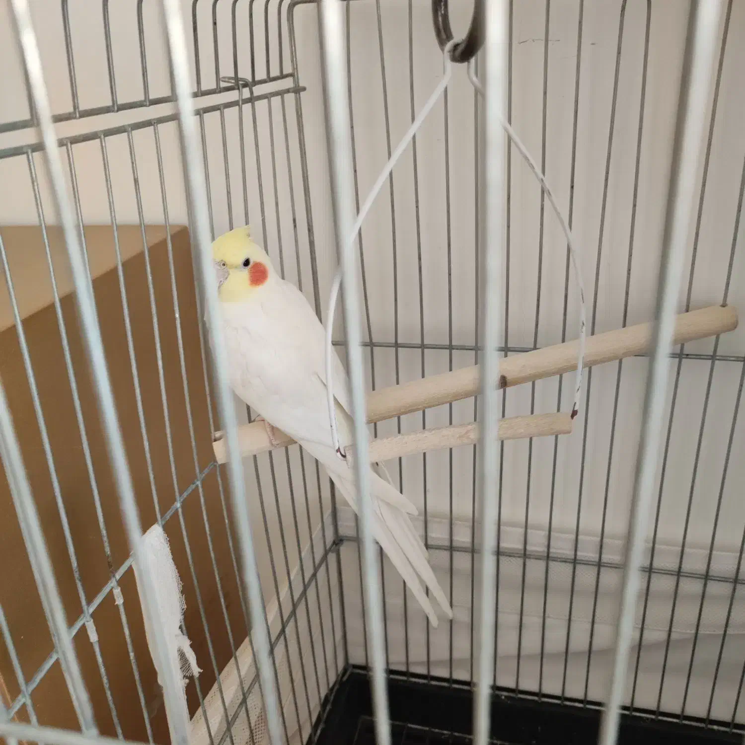 عروس هلندی سخن گو با تمام وسایل|پرنده|اسلامشهر, شهرک قائمیه|دیوار