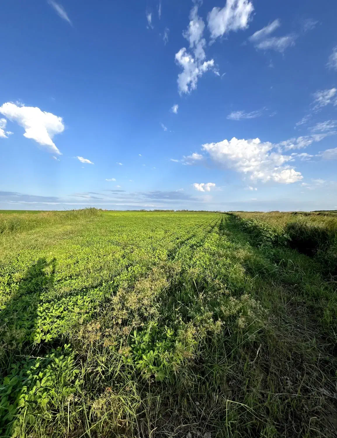 اجاره زمین کشاورزی|اجارهٔ دفتر صنعتی، کشاورزی، تجاری|پارس‌آباد, |دیوار