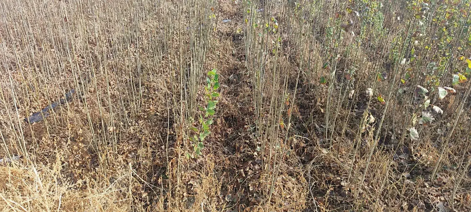 نهال صنوبر|گل و گیاه طبیعی|میاندوآب, |دیوار