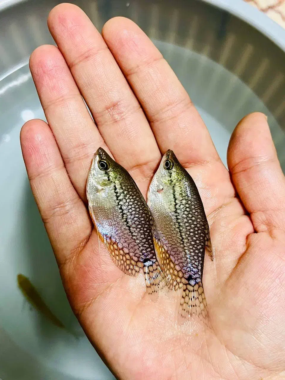 ماهی کالر آنجل زبرا گوپی گلدفیش کوریدوراس فلاور|ماهی|مشهد, سناباد|دیوار