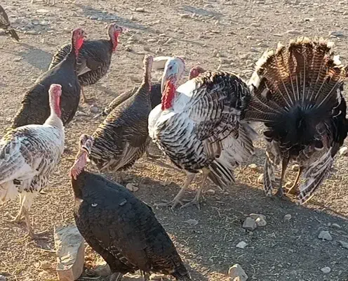 فروش بوقلمون سرحال|حیوانات مزرعه|دهدشت, |دیوار