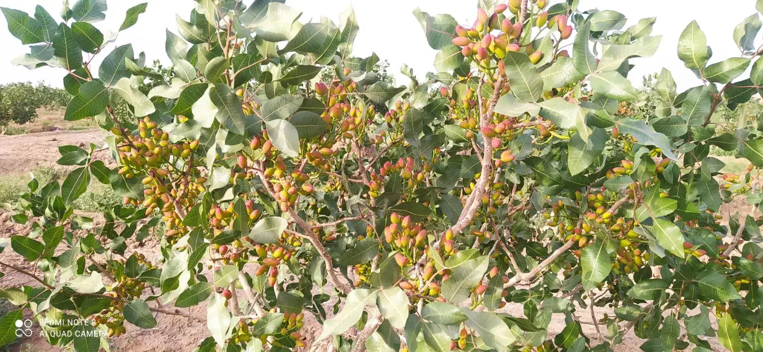 پسته امسالی|خوردنی و آشامیدنی|مه ولات, |دیوار