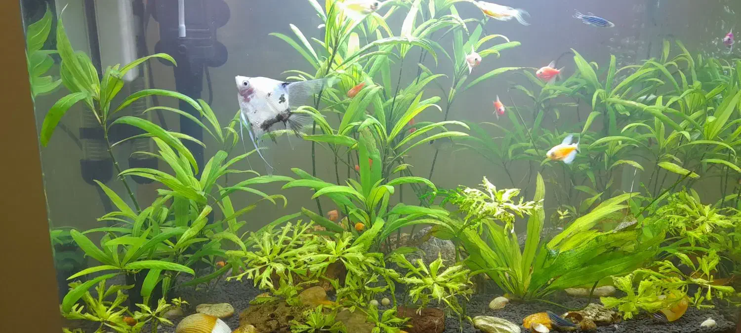 آکواریوم شیشه خم دلسا|ماهی|دماوند, گیلاوند|دیوار