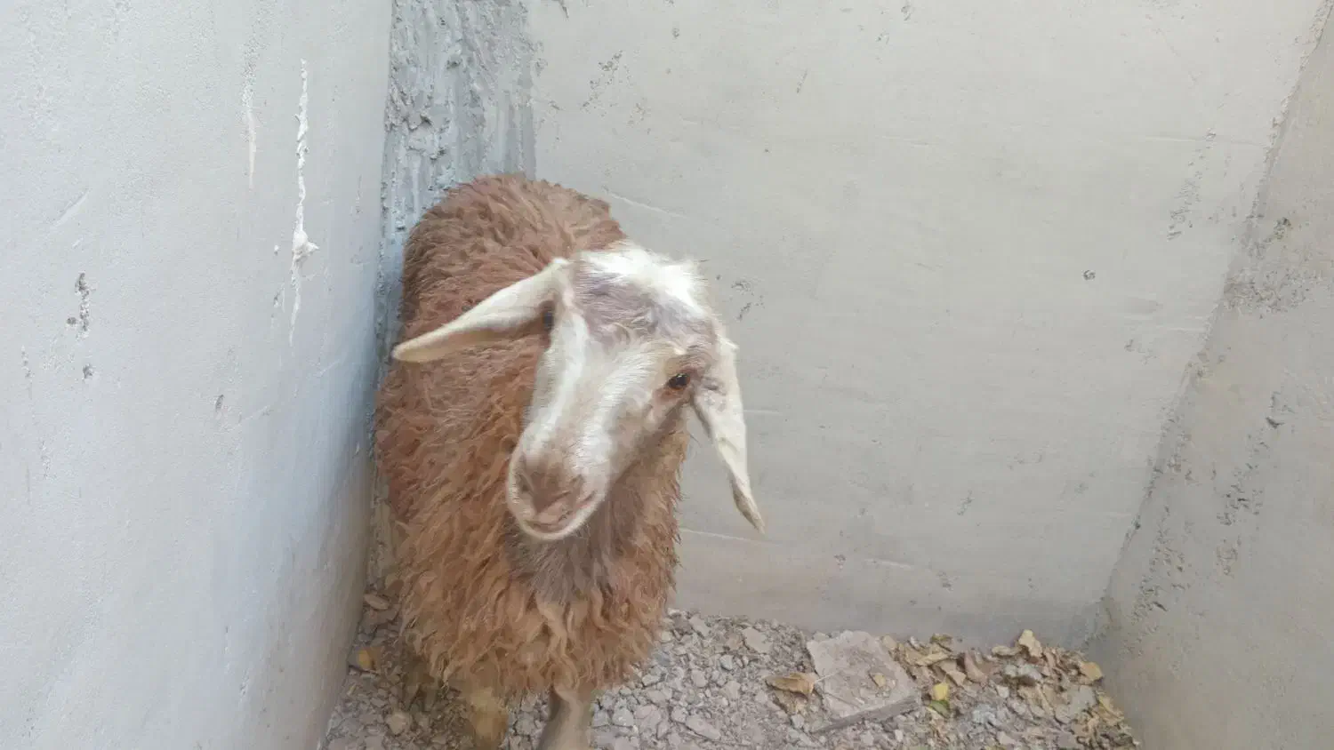 بره میش بز بزغاله|حیوانات مزرعه|اصفهان, دهنو|دیوار