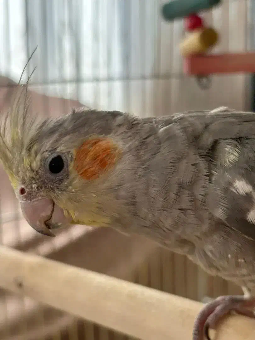 گمشده|حیوانات|سنندج, |دیوار