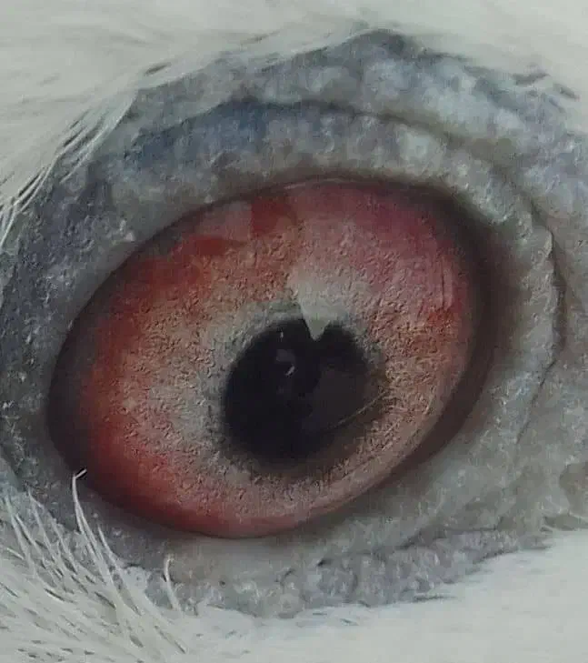 ساعت ک ف ت ر آ ل ما نی نر بشرط|ساعت|میبد, |دیوار