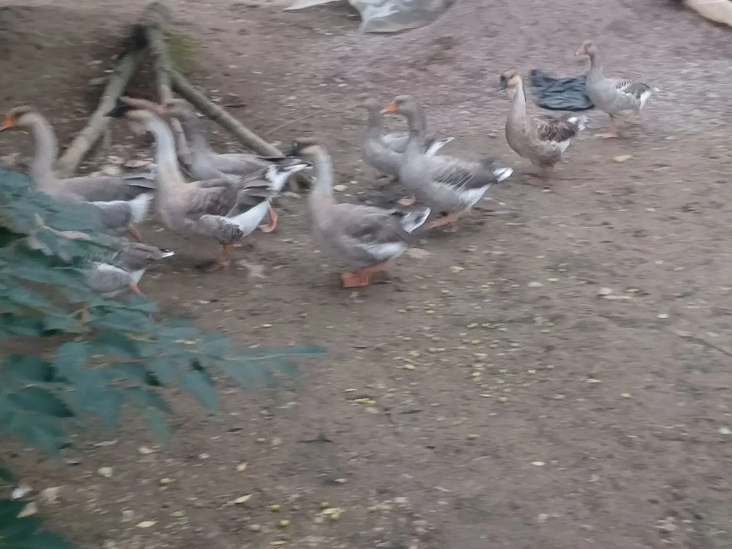 قو غاز وغاز محلی|حیوانات مزرعه|رشت, لاکان|دیوار