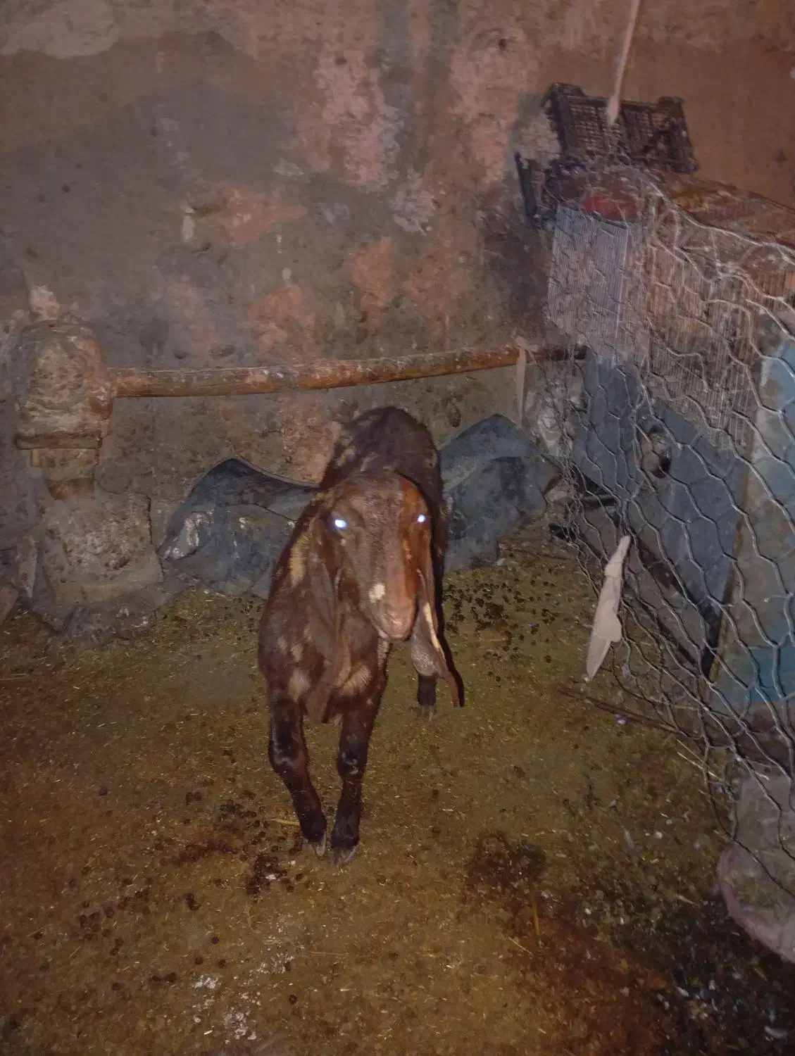 بز پاکستانی|حیوانات مزرعه|فیروزه, |دیوار