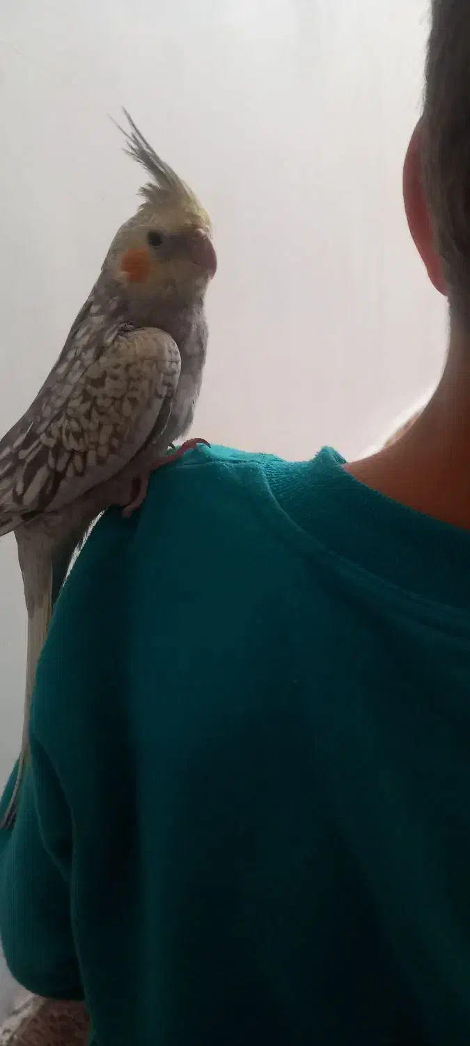 جوجه عروس هلندی نر|پرنده|محمدشهر, زیبادشت|دیوار