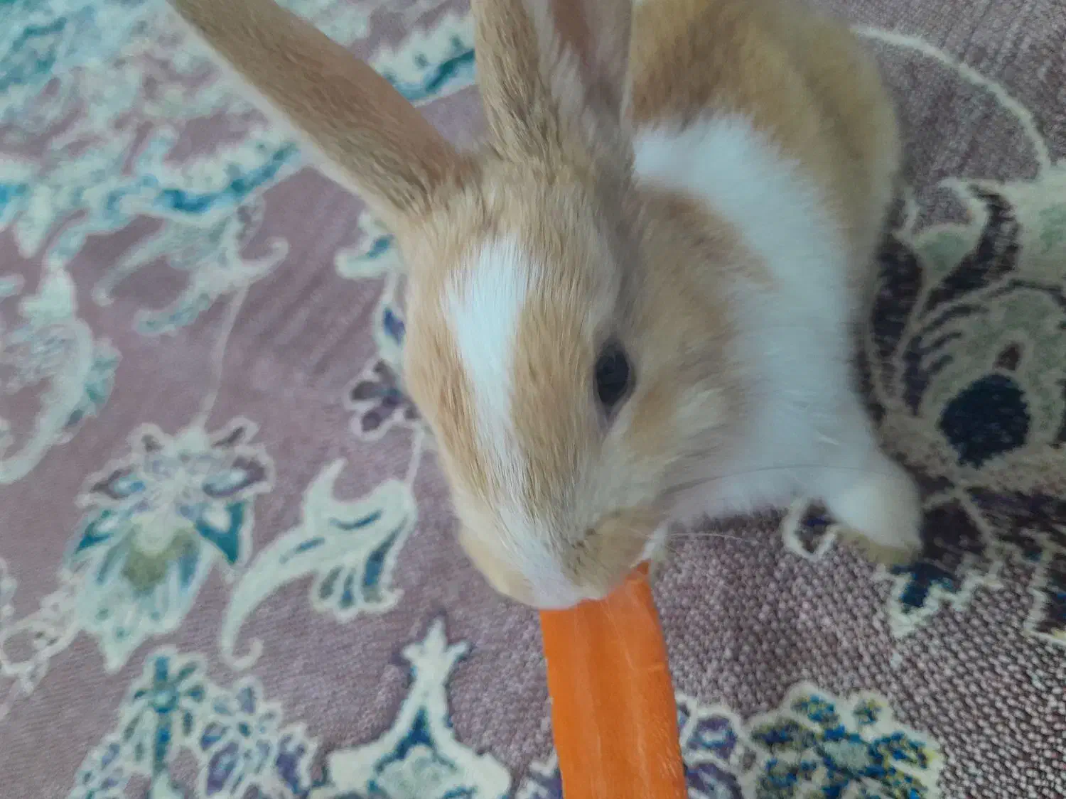 خرگوش مینیاتوری بازی گوش|موش و خرگوش|سنندج, |دیوار