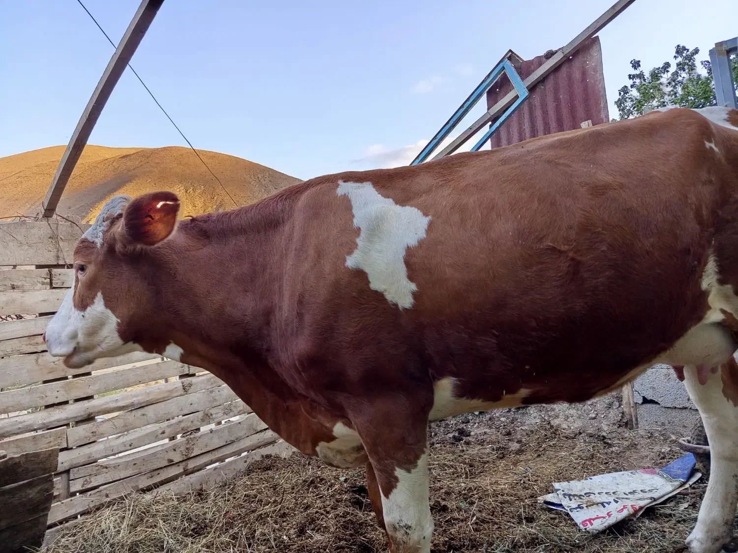 گاو سیمینتال اصل همراه با گوساله ماده|حیوانات مزرعه|شاهرود (اردبیل), |دیوار