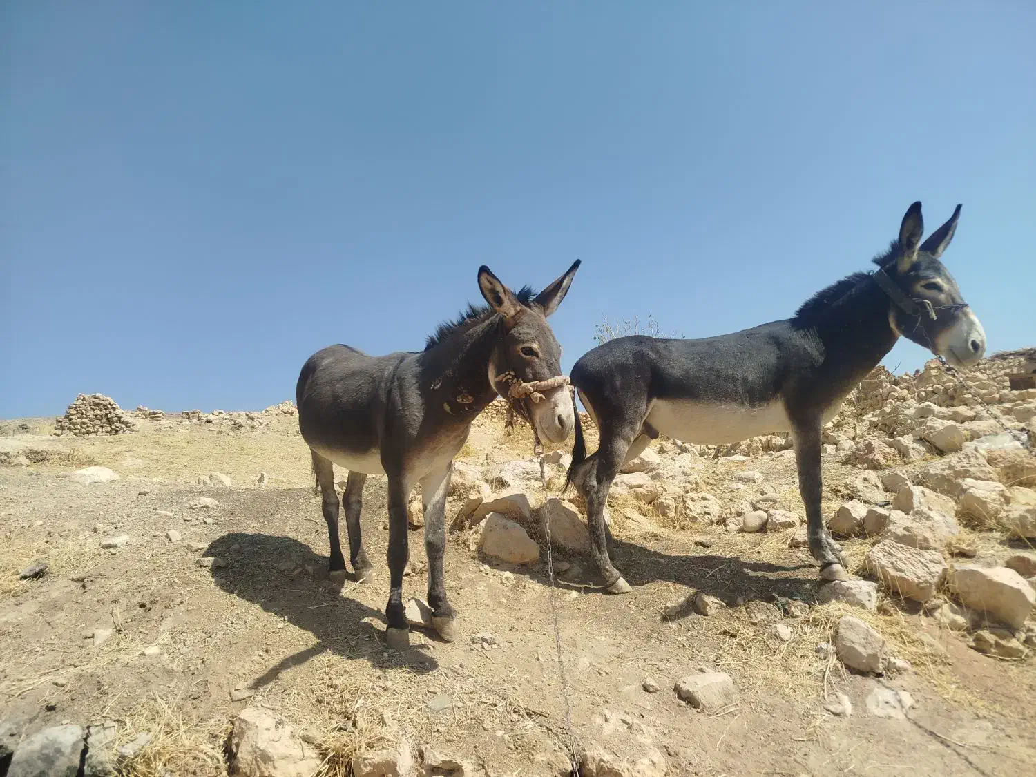 الاغ فروشی|حیوانات مزرعه|شیراز, سعدیه شمالی|دیوار