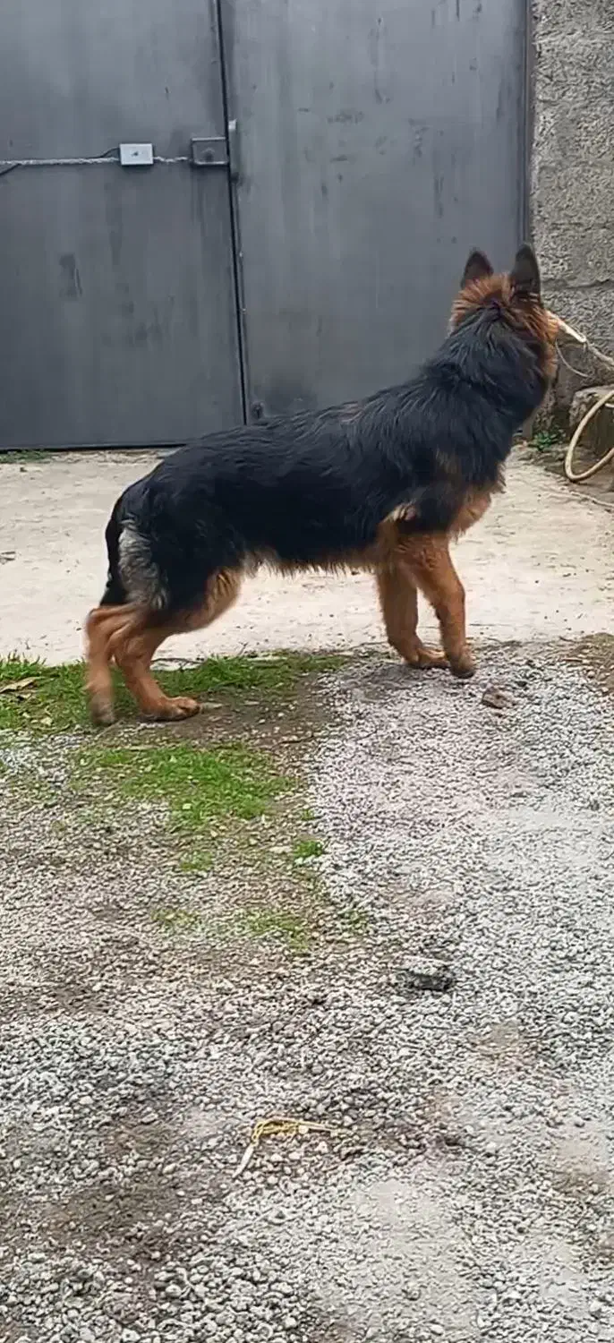 سگ ژرمن|سگ|رشت, بازار|دیوار