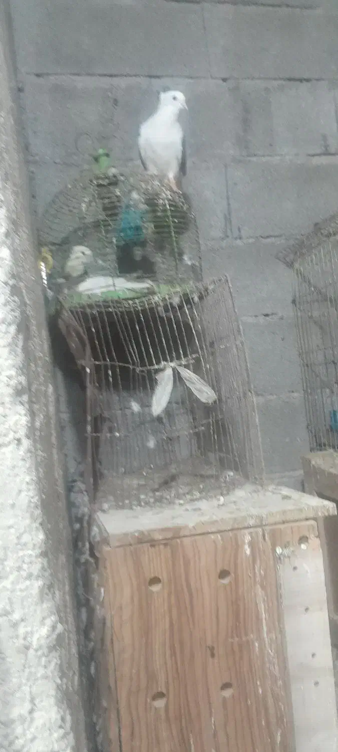 کبوتر|پرنده|بندر ماهشهر, |دیوار