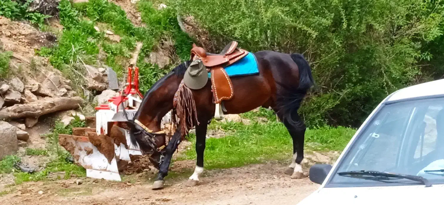 اسب کورد شش ساله..|اسب و تجهیزات اسب‌سواری|سنندج, |دیوار