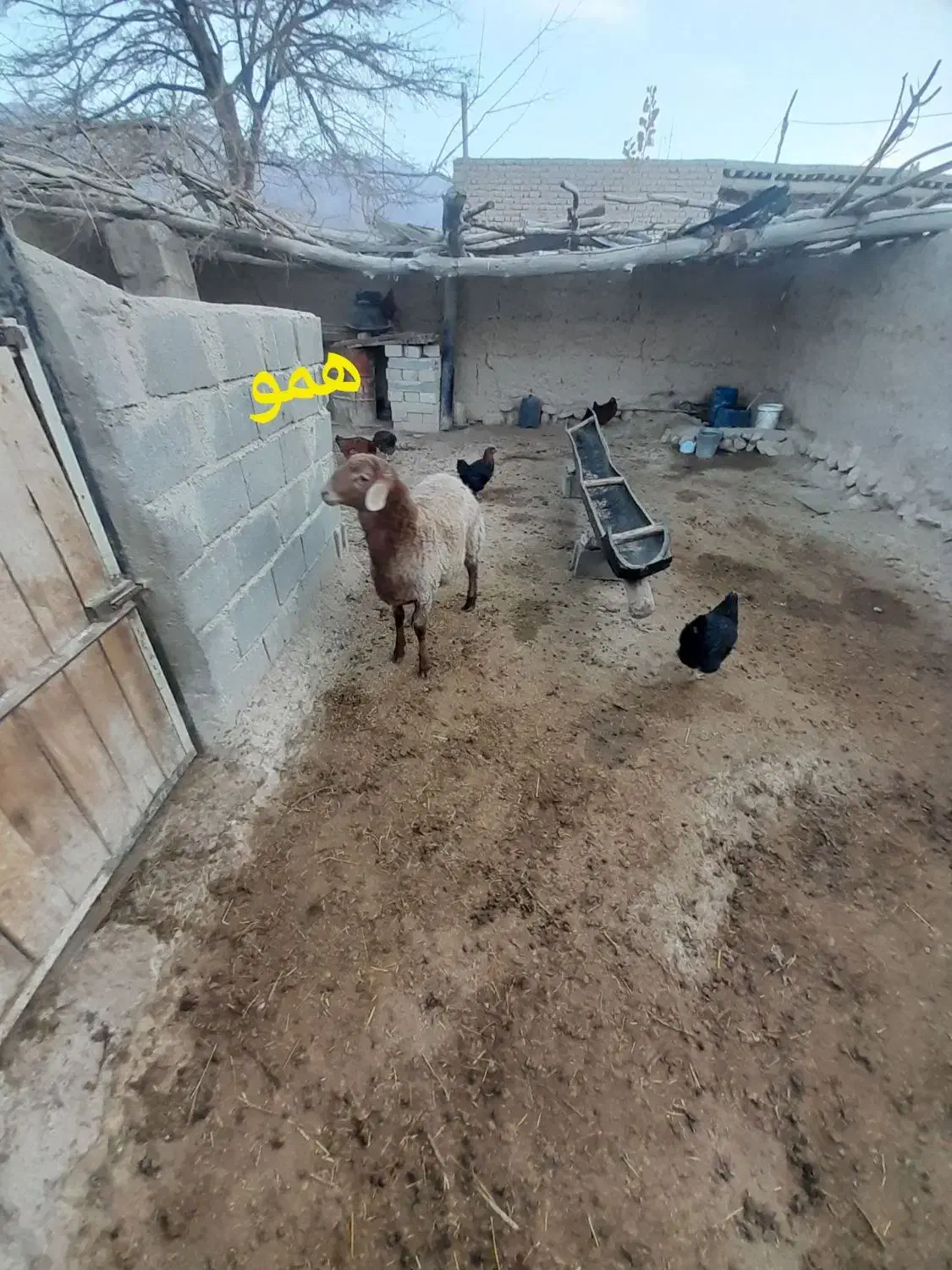 بره های ژن دار(همو وهترو)|حیوانات مزرعه|بجنورد, |دیوار