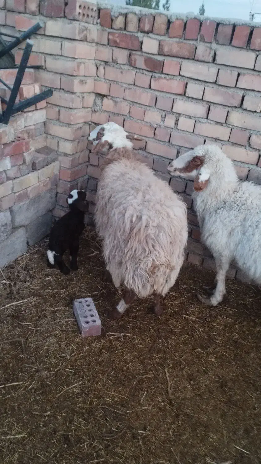 میش بره|حیوانات مزرعه|زرند, |دیوار