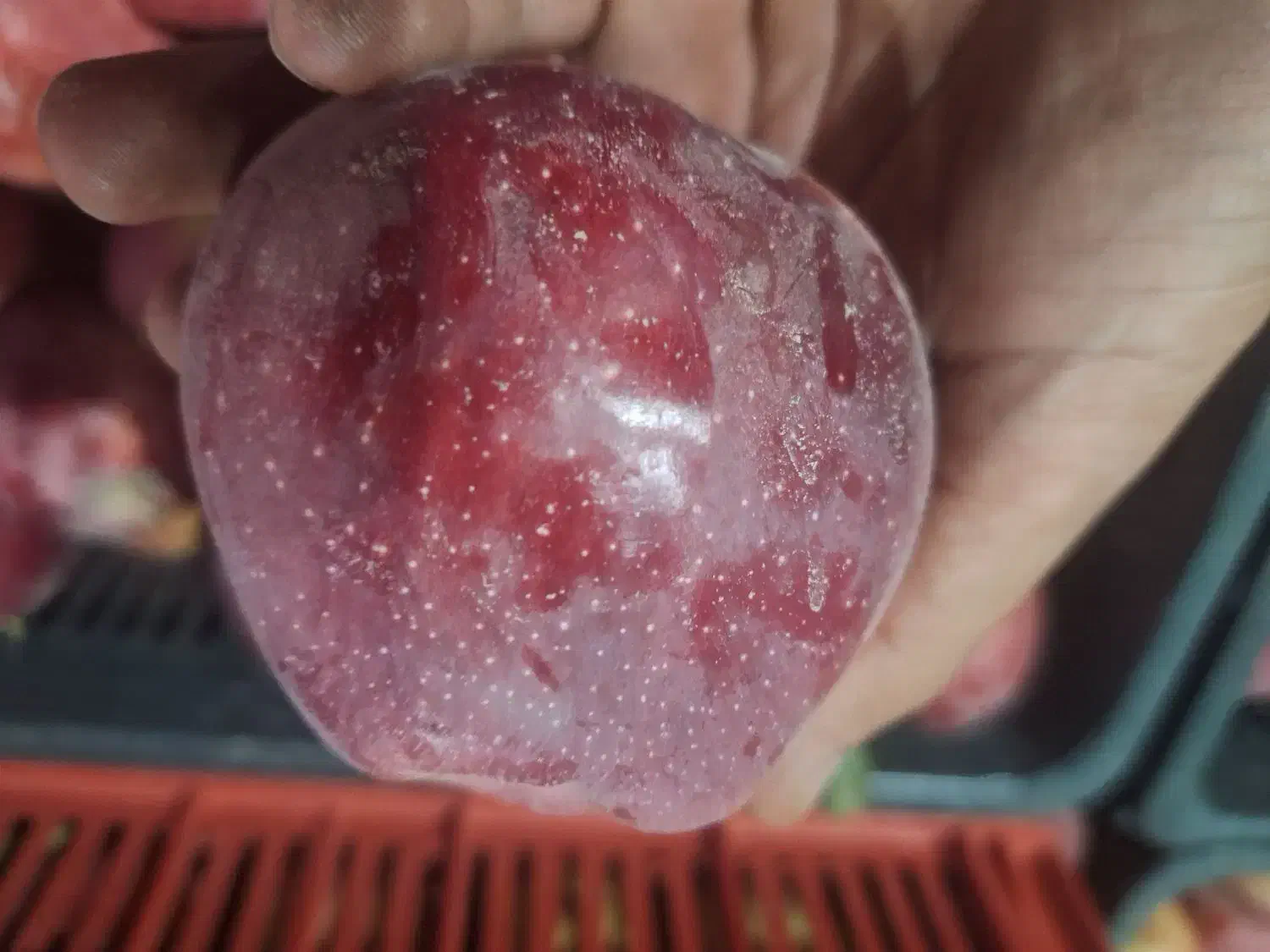 نهالستان سامین نهال|خدمات باغبانی و درختکاری|ارومیه, |دیوار