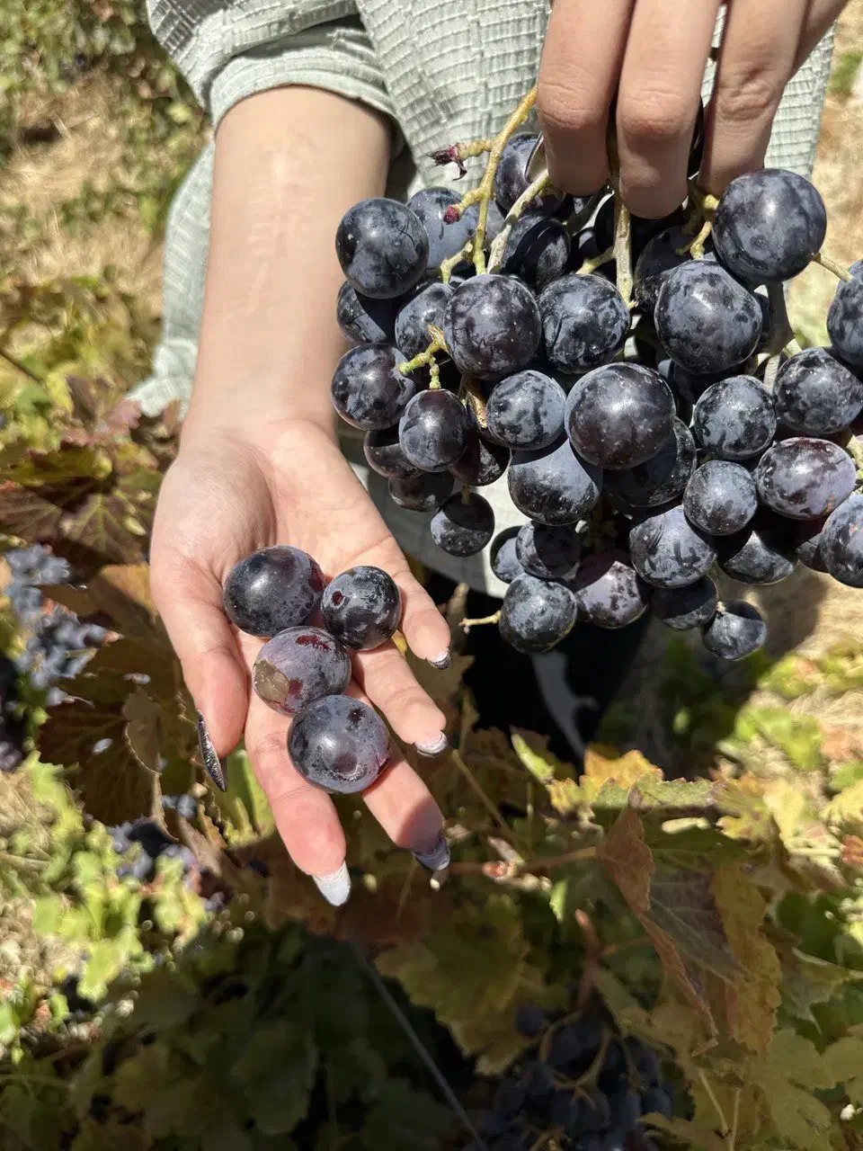 نهال انگور یاسین|خدمات باغبانی و درختکاری|ارومیه, |دیوار