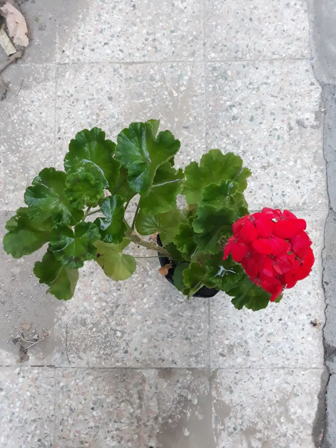گل طبیعی عمده|گل و گیاه طبیعی|بم, |دیوار