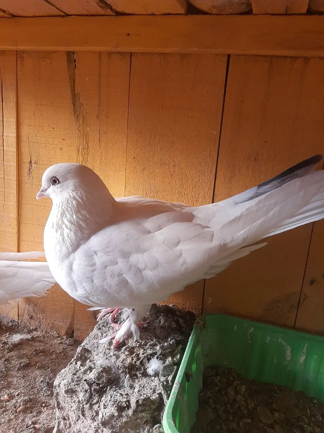 کبوتر|پرنده|قم, علی آباد سعدگان|دیوار