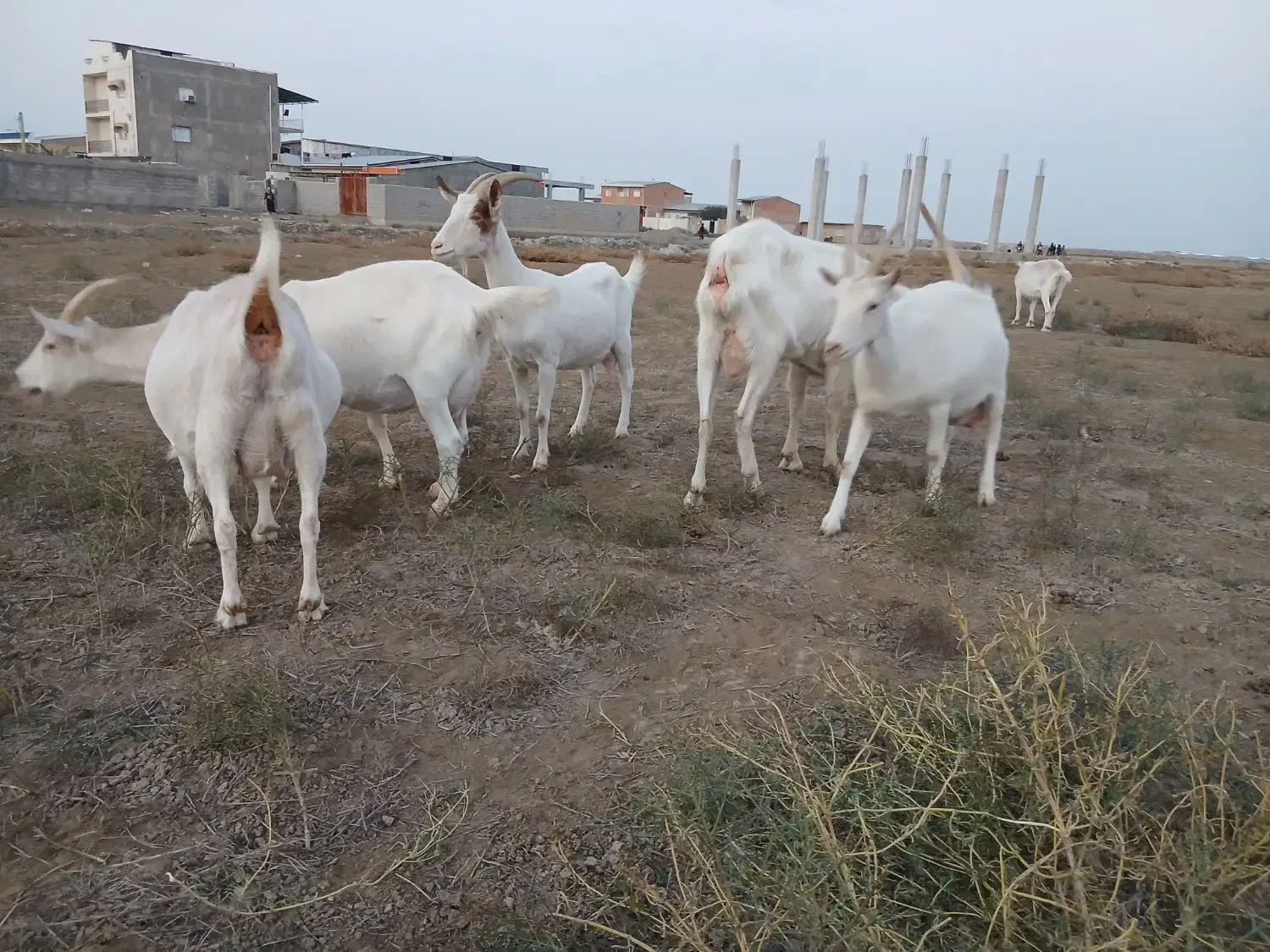 فروش ۵ راس سانن اصل آبستن سنگین شیری|حیوانات مزرعه|بندر ترکمن, |دیوار
