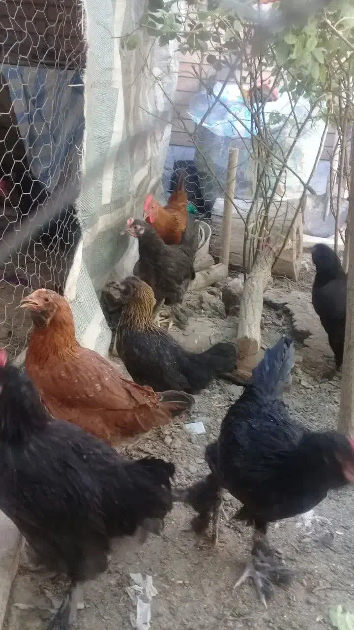 مرغوخروس|حیوانات مزرعه|فلاورجان, |دیوار