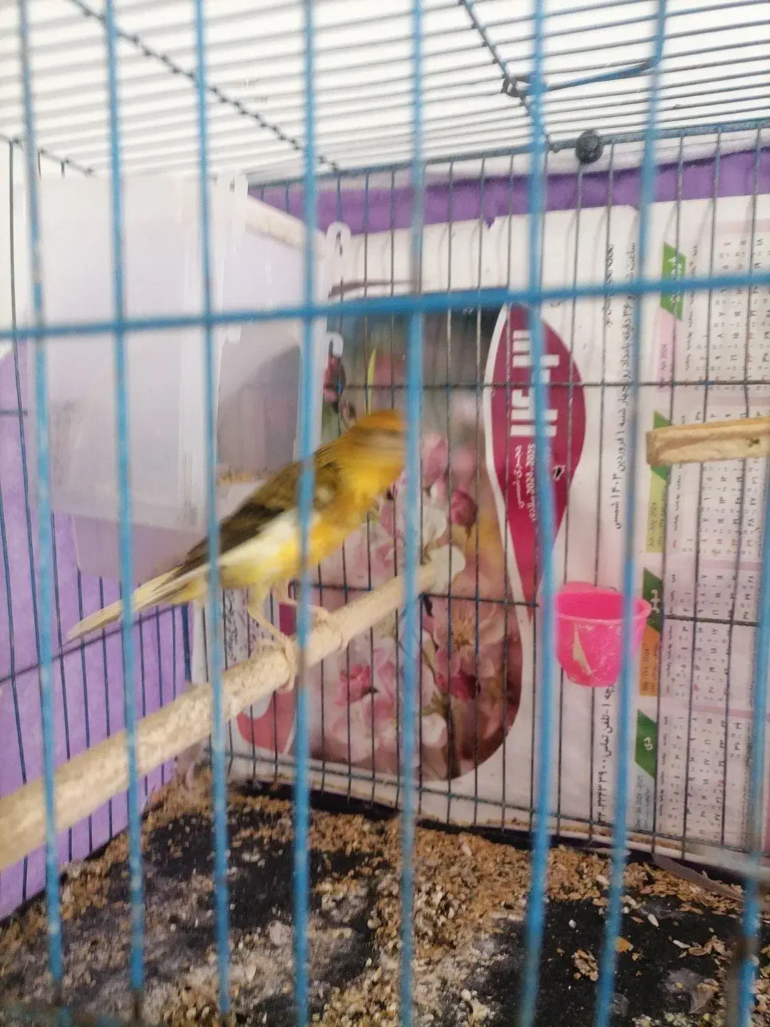 یک عدد قناری نر بخون|پرنده|زرند, |دیوار