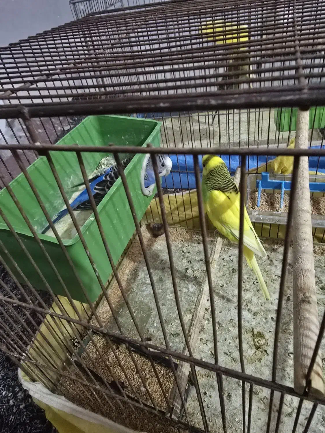 مرغ عشق جفتی چهارصد|پرنده|میبد, |دیوار