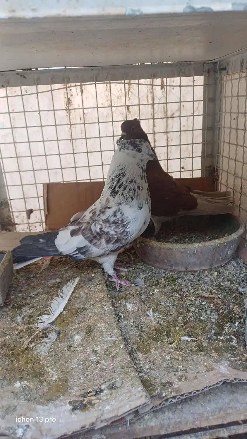 کبوترکفترنرماده شمرونی|پرنده|تهران, کیانشهر|دیوار