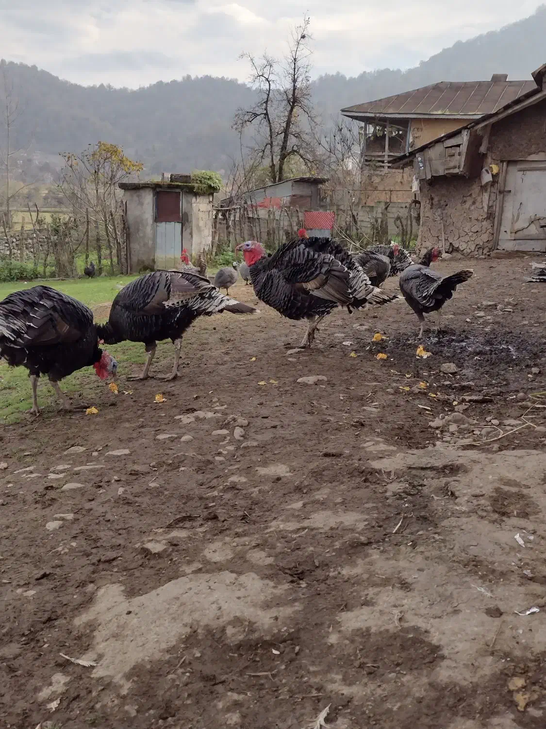 شاخدار محلی و بوقلمون محلی|حیوانات مزرعه|ماکلوان, |دیوار