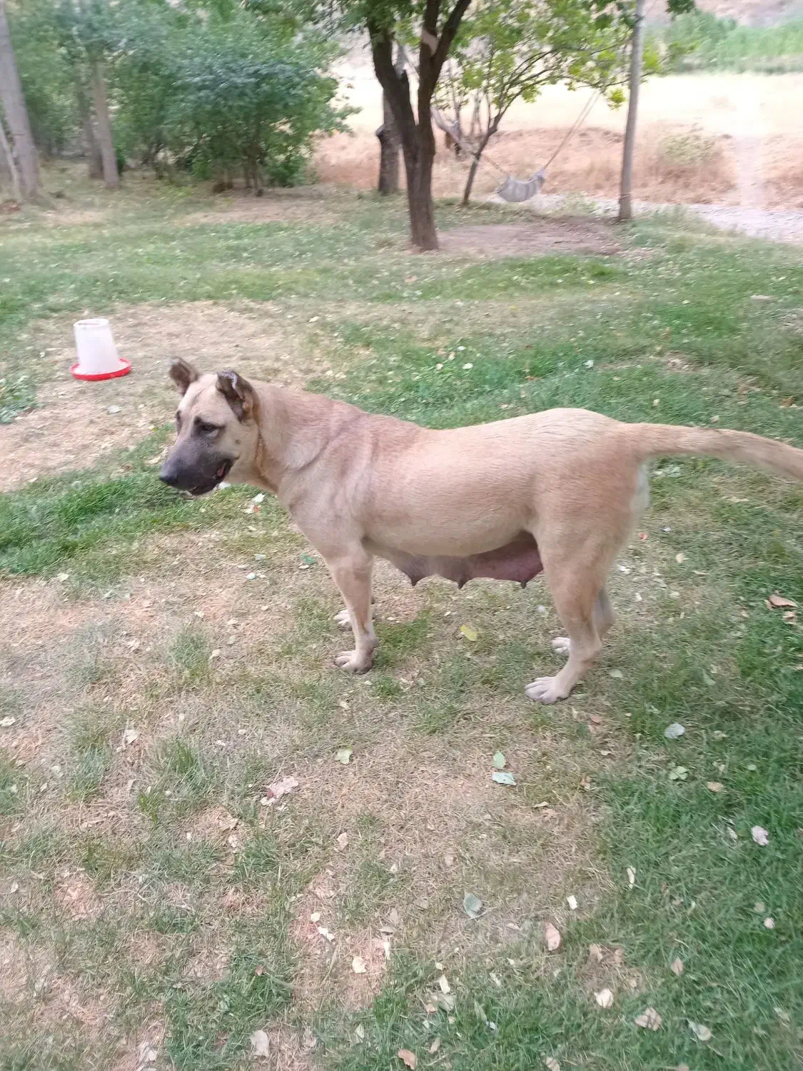 سگ سرابی ماده|سگ|هشترود, |دیوار