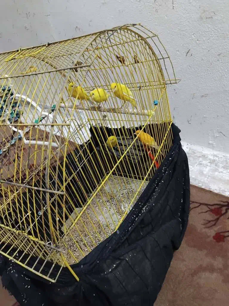 فروش قناری|پرنده|اصفهان, شیخ طوسی|دیوار