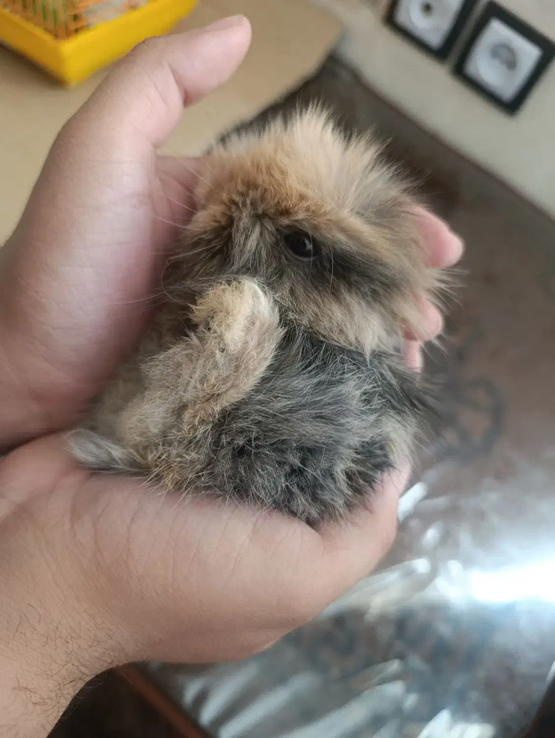 خرگوش لوپ ایتالیایی|موش و خرگوش|کرمان, |دیوار