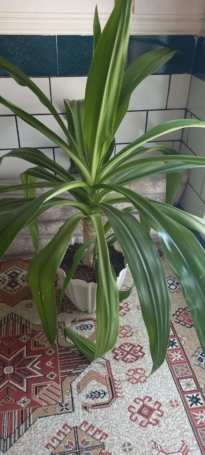 گل دیفن و ذرتی|گل و گیاه طبیعی|فیروزآباد (فارس), |دیوار