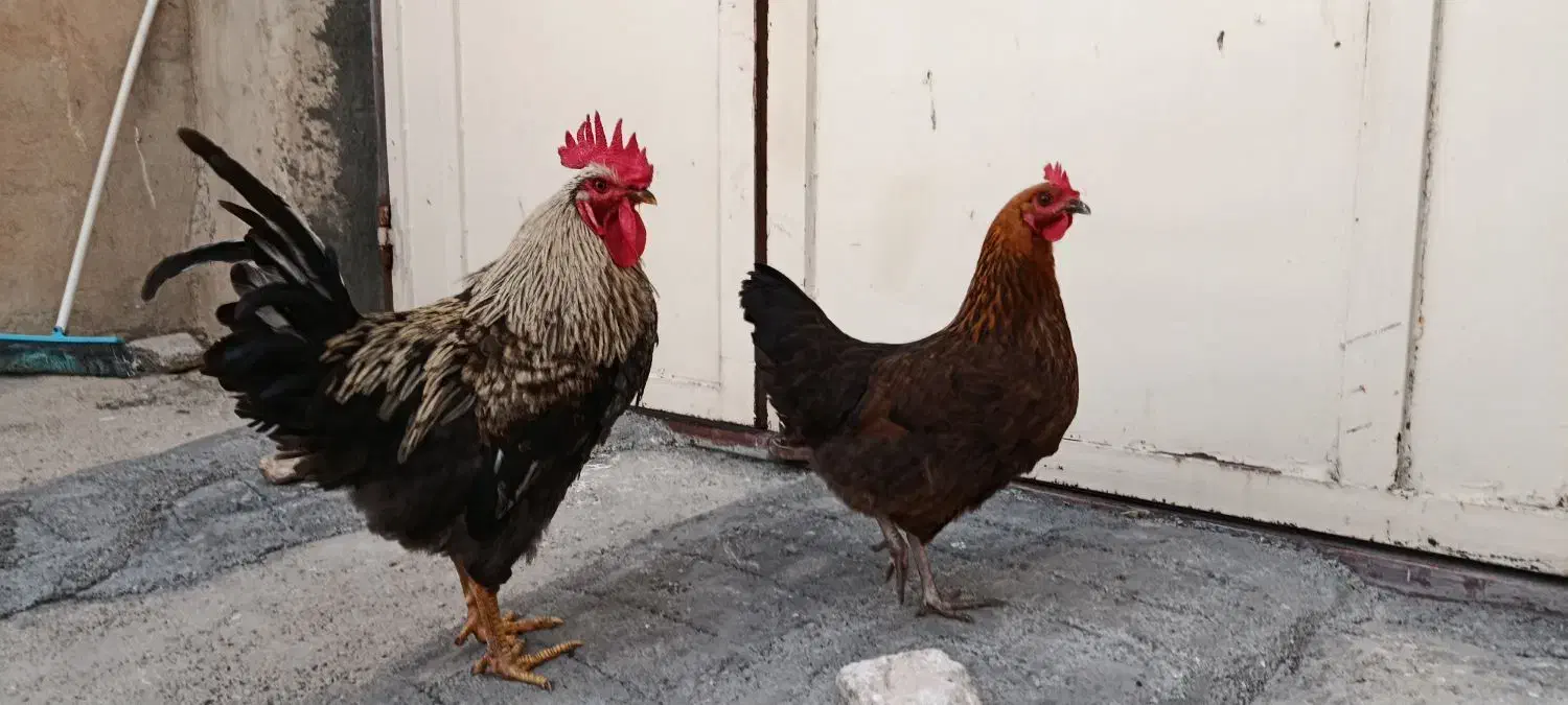 مرغ تخمگزار و خروس سرحال|حیوانات مزرعه|ایوان, |دیوار