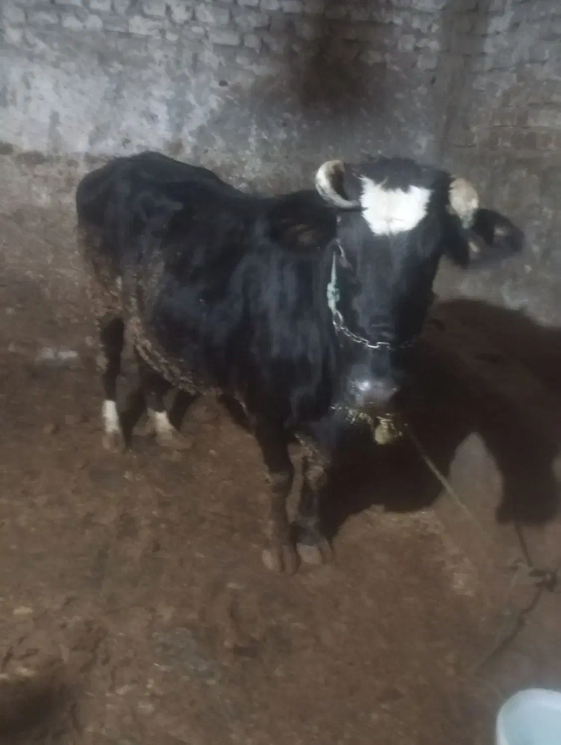 یک راس گاو آبستن|حیوانات مزرعه|نهاوند, |دیوار