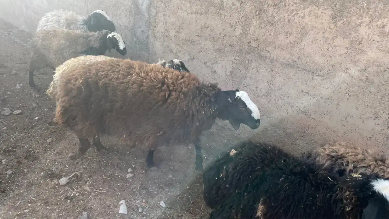 قوچ شال جنس|حیوانات مزرعه|بوئین زهرا, |دیوار