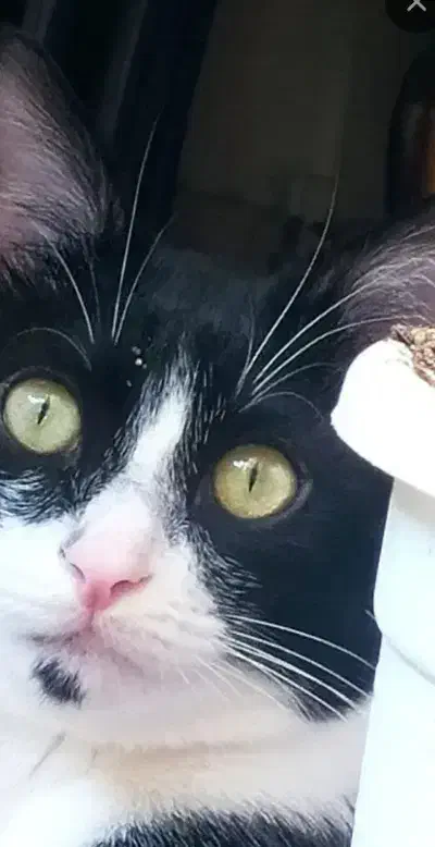 واگذاری گربه یکساله|گربه|شاهینشهر, گزبرخوار|دیوار