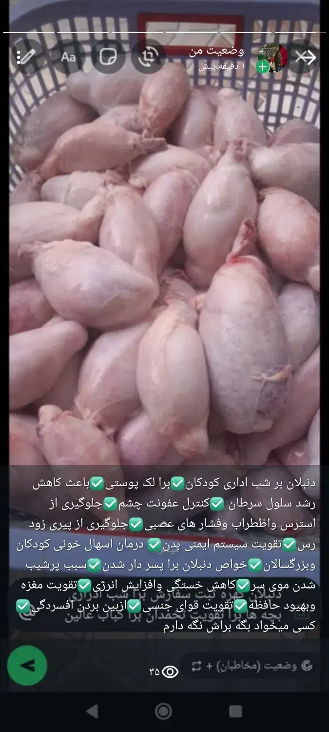 دنبلان گوسفند|عمده‌فروشی|رامهرمز, |دیوار