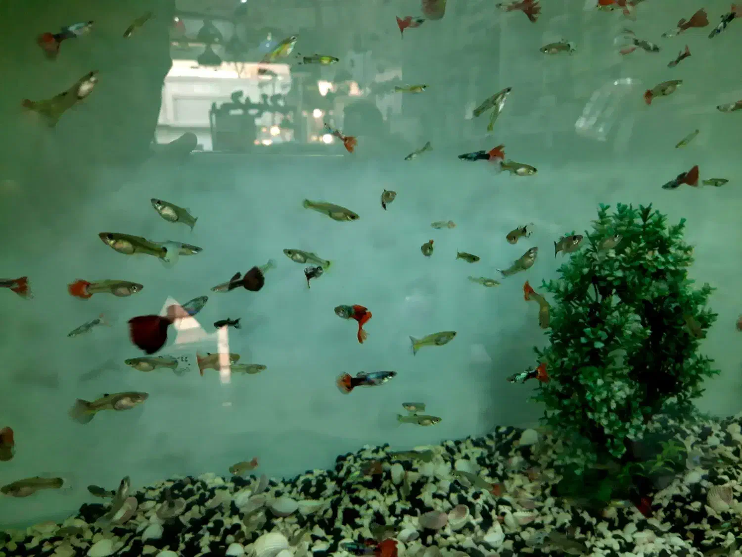 ماهی گوپی|ماهی|فردیس, شهرک سپاه|دیوار