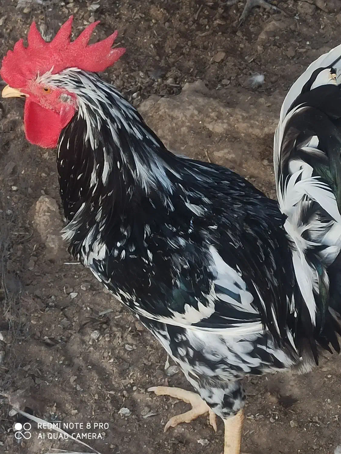 تخم مرغ گلین|حیوانات مزرعه|برازجان, |دیوار