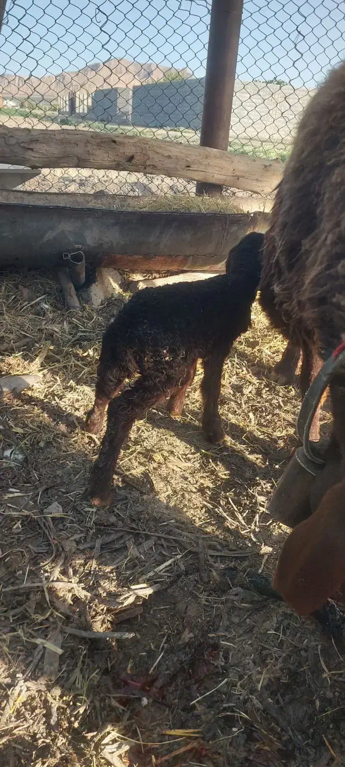 بره|حیوانات مزرعه|اصفهان, ارغوانیه|دیوار