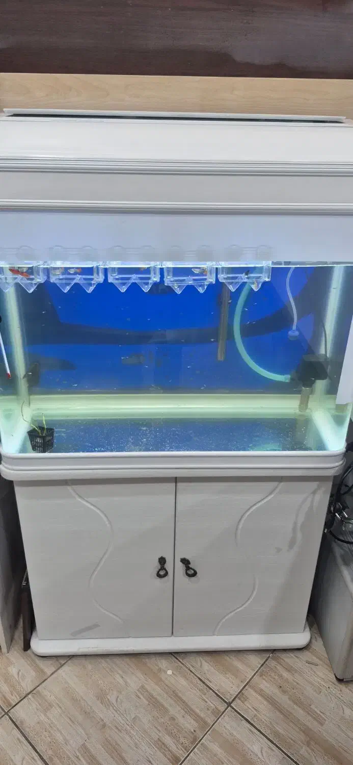 فروش اکواریوم|ماهی|امیدیه, |دیوار